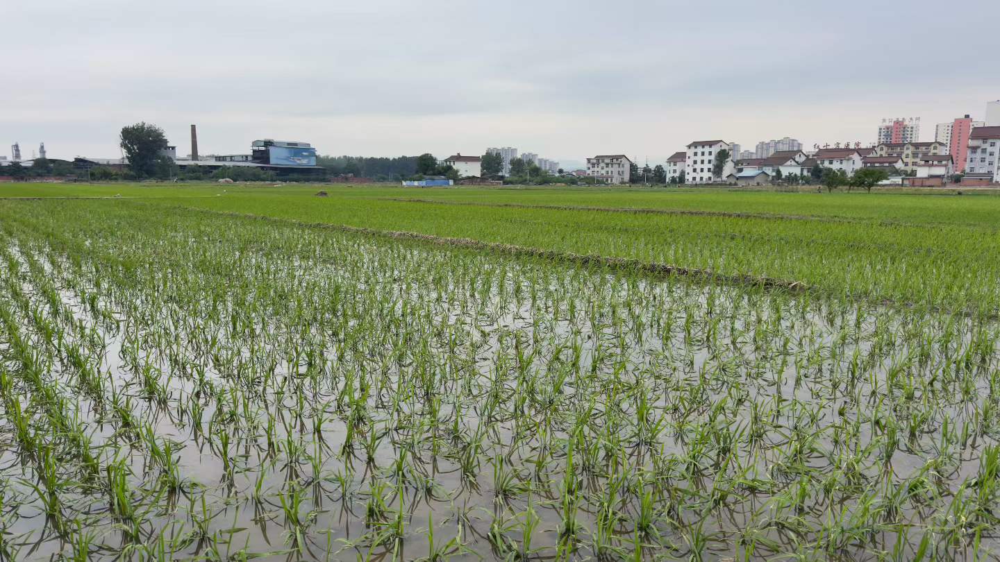 乙木有根，则不怕水多木漂！